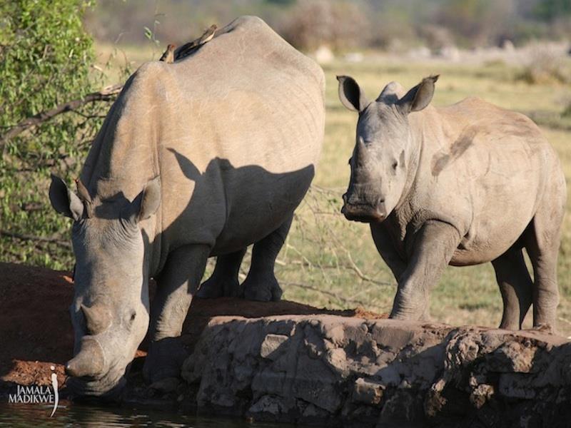 Jamala Madikwe Royal Safari Lodge Mochudi Eksteriør bilde