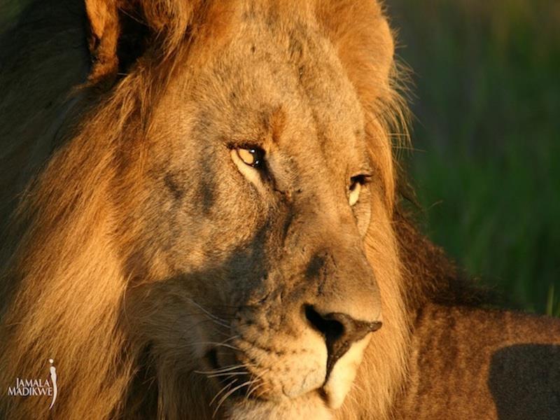 Jamala Madikwe Royal Safari Lodge Mochudi Eksteriør bilde
